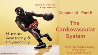 Anatomy and Physiology Chapter 18 Part B Lecture The Cardiovascular System [upl. by Annoyk]