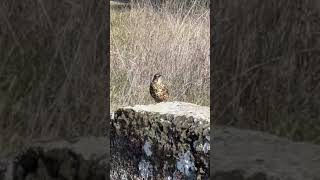 Τσίχλα  Turdus viscivorus thrush [upl. by Ennayhs]