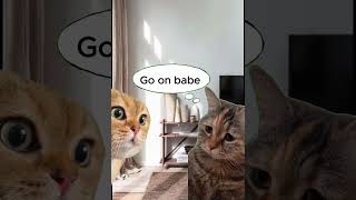 pov stages of showering  Cat Meme catfunnyshort cattomemes catmemesdaily catmeme [upl. by Vinson46]