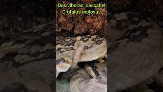 Vibora cascabel Crotalus molosus [upl. by Dlorah991]