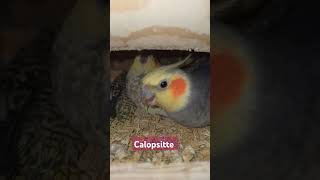 Calopsitte birds arabic parro [upl. by Ramon]