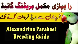 Raw Parrots complete information  Raa Alexandrine Parrots Breeding Guide [upl. by Phillipp]