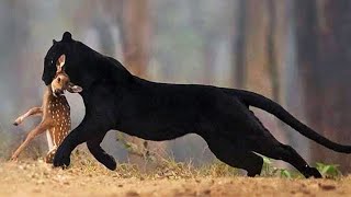 The black panther is a graceful predator strong and independent  Panther Sounds [upl. by Hirsch]