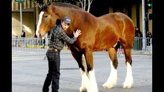 Behind the Scenes  Budweiser Super Bowl Ad Clydesdales Perfect Hoof Wear [upl. by Nahttam233]