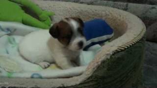 PetyRough CoatJack Russell Terrier Puppy [upl. by Ycrep]