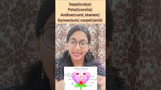 structure of flower neet class11th biology biologyshorts plantmorphology [upl. by Tammy]