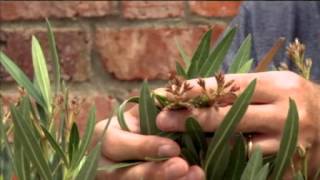 Set of 3 Flowering Oleander Plants in 13cm Pots  Red Pink amp White [upl. by Attlee]