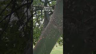 BUDDHA TREECeiba speciosa the floss silk tree [upl. by Erdied274]