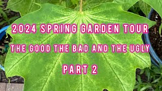 2024 Spring Garden Tour of MaplesConifers pots hanging basketsThe Good the Bad amp the Ugly Part 2 [upl. by Alrick756]