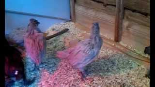 4 week old Lavender Araucana chick crowing [upl. by Ssitruc]