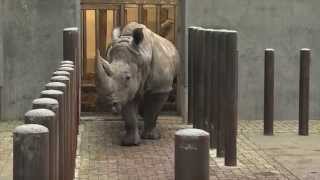 De neushoorns gaan frisse lucht halen  Burgers Zoo Natuurlijk  Arnhem [upl. by Bannister]