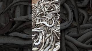 Black eel fish  molugu pamulu  eelfish beachboynaidu fishing youtubeshorts viral [upl. by Assenev47]