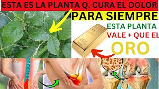 Como Eliminar los DOLORES Para Siempre del CUERPO Esta Es La Planta  Medicinal de la Tierra [upl. by Masera]