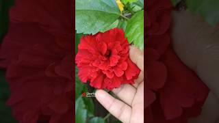 Hibiscus Plant Care🌺☀️ flowers hibiscus garden gardening plants shorts viral phool [upl. by Marcelle]