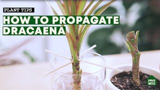 How to Propagate Dracaena The Easiest Ways How To Get More Dragon Tree For Free [upl. by Possing]