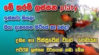 Platy Sinhala  Pintail Platy  Platy fish care in Sinhala [upl. by Murvyn]