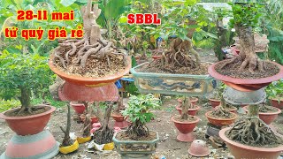 Phôi Mai Tứ Qúy Bonsai Đế Xổ Ghép Thuần Chậu 0961923049 Dương  Tứ Qúy Miệt Vườn [upl. by Arathorn230]