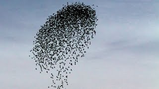 Starling flocks share similarities with superfluidity  Science News [upl. by Gorrono830]