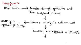 Leprosy  Pathophysiology  HindiEnglish mix [upl. by Carmine624]