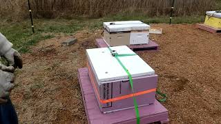 Prepping Hives for Winter Last Steps honeyfarming overwinteringbees insulatingbees [upl. by Ynnus]