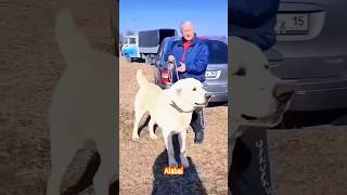 Kangal Dog Vs Alabai Dog 🔥 Fight 😱  shorts [upl. by Shrier63]