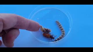 Life Cycle of a Mealworm  Mealworm Pupa and Darkling Beetle [upl. by Laks332]