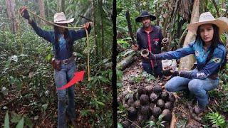 CORTANDO CASTANHA DO PARÁ PERIGO NA MATA😱😨 [upl. by Lontson]