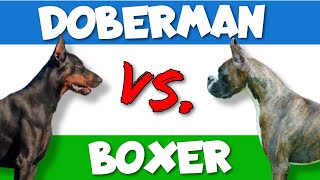 Dobermans vs Boxers Which Breed is Better [upl. by Cowley]