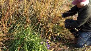 Pruning Cornus ‘Midwinter Fire’ for Winter colour [upl. by Xavier]