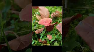 Herfst2024 paddenstoelen mushrooms autumn2024 [upl. by Peednama]