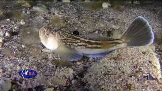 Звездочет морская корова Uranoscopus scaber Atlantic stargazer [upl. by Initirb872]