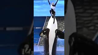 This Killer Whale RIPPED Her Trainer Dawn Brancheau [upl. by Baptiste]