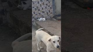 Rua Tereza Simões os animais da minha mãe 140924viralvideo animais gatos caocão caos caoP2 [upl. by Arenahs]