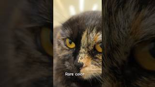 Half black half gold catlover petlover pets petgroomer dubai uae [upl. by Nytsua]