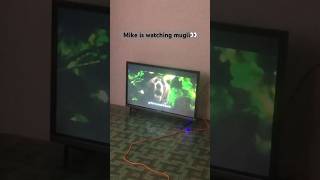 Mike is watching mugli cartoon💕 cute music doglover mydogisthebest fun dogworld viralvideo [upl. by Dawkins]