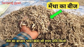 मेंथा की खेती से मोटी कमाई मात्र 90 दिनों मेंThick earning from Mentha oil cultivation [upl. by Siravaj]