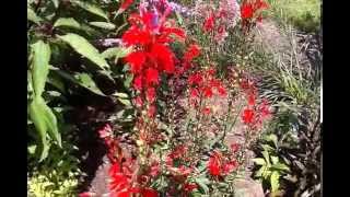 Cardinal Flower Lobelia cardinalis [upl. by Tamas]