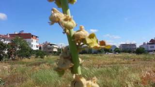 Gül Hatmi Çiçeği Tohum Alma Hasadı [upl. by Rolan]