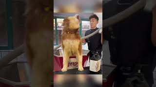 super aggressive alaska dog spa dog sukenpet grooming [upl. by Esnahc274]