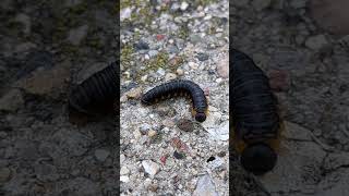 Sawfly larvae [upl. by Meibers]