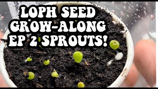 Sprouts Lophophora williamsii from seed Growalong EP2 How to grow Peyote from seed to maturity [upl. by Kidder]