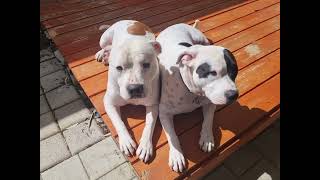 Staffies Sunbathing [upl. by Suiravaj]