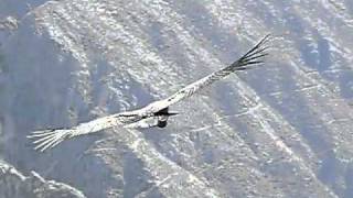 Peru  Giant Condors taking off and landing at Colca Canyonbest film Cruz del Condor [upl. by Ehc639]