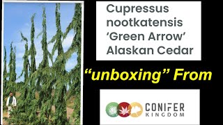 Unboxing and “uppotting” my Weeping Alaskan Cedar I ordered online [upl. by Yerhcaz]