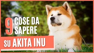 Akita Inu cane  9 Cose che devi sapere su Akita Inu  Origini carattere e Addestramento [upl. by Nohsar]