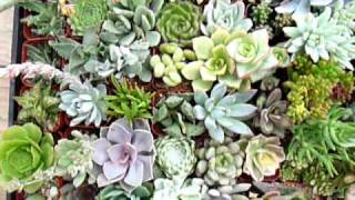 Jiimz Custom Collection of 64 unique Succulents [upl. by Ecnal915]