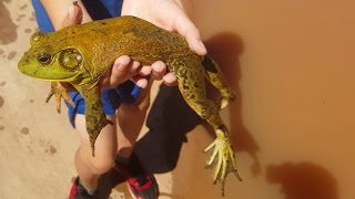 Diving for Big Bullfrogs Catching Pet Amphibians amp Reptiles Nature Herping Funny Animals 4K [upl. by Haon211]