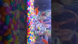 fishbowl fishingvideo fish fishing viralshorts viralvideo [upl. by Serdna]