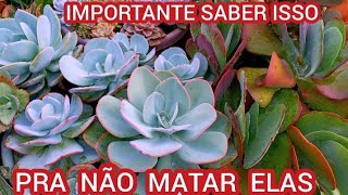 7 FORMAS DE SABER SE SUAS SUCULENTAS GOSTAM DE SOLSOMBRA OU MEIA SOMBRA [upl. by Liek]