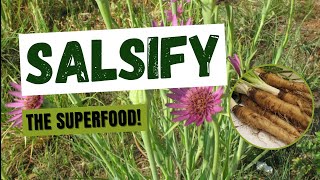 Do You Know That Salsify Is A Superfood [upl. by Holsworth]